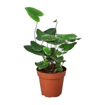 Fern &#39;Heart&#39;-6&quot; Pot - $947.74 MXN