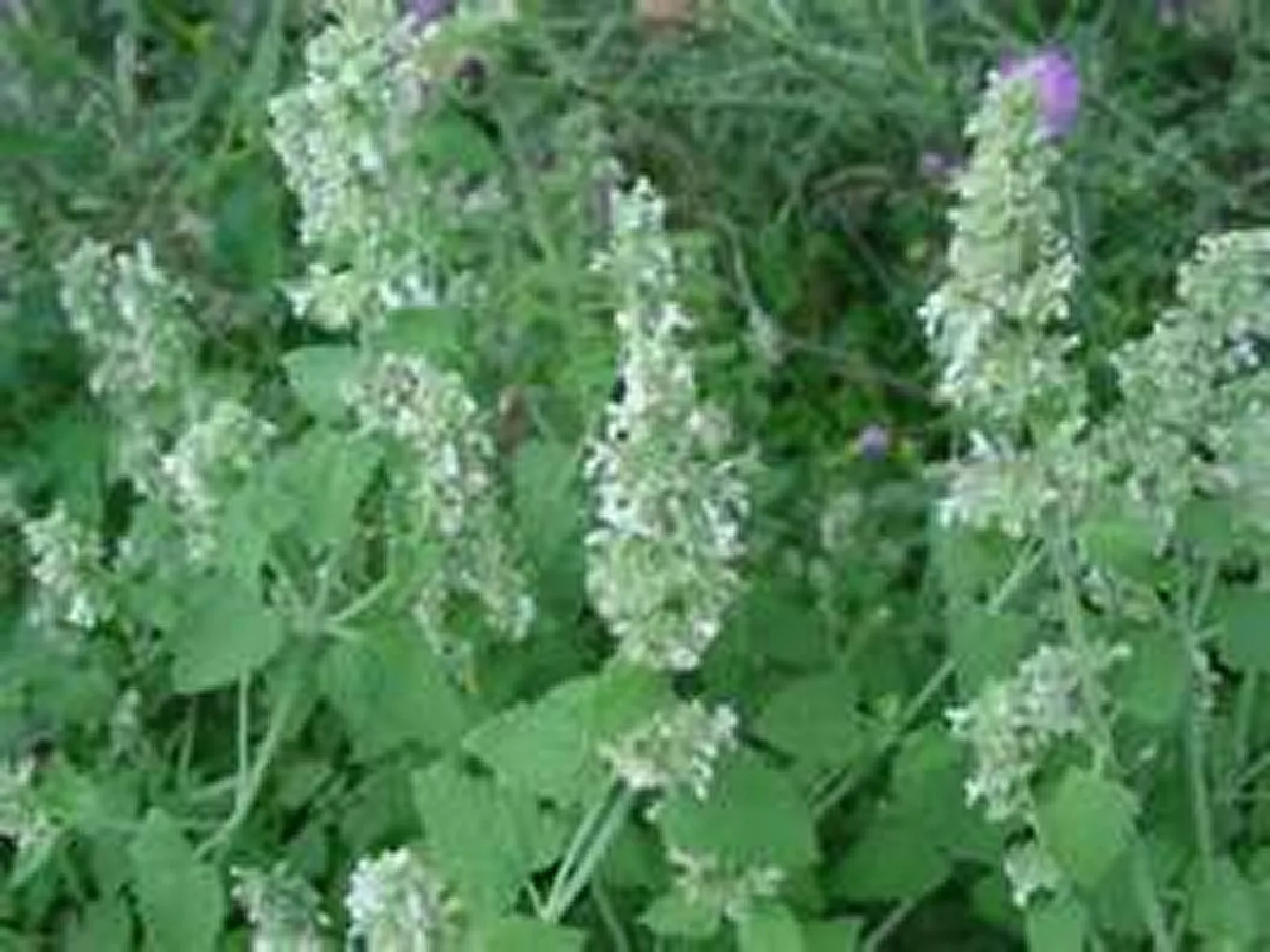 Fresh New Catnip Lemony 250 Seeds - $10.40