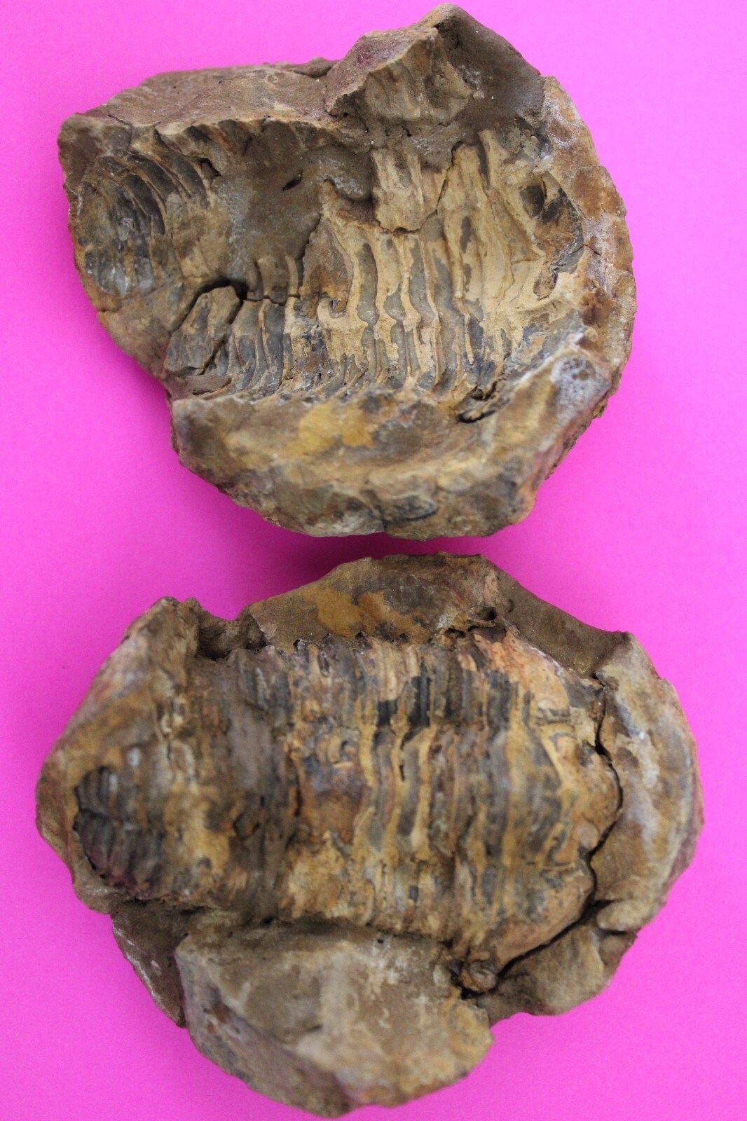 Authentic Trilobite Geode Fossil 450 Million Years Old Morroco Dino Girl... - $29.99