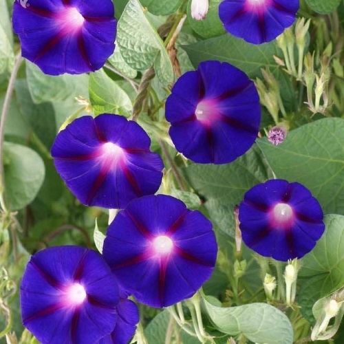 50 HEIRLOOM Morning Glory Grandpa Ott  Seeds