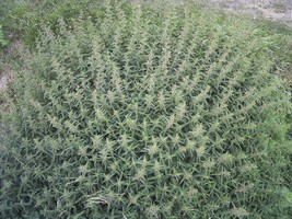 Guashi Store 200 Seeds Stinging Nettle Urtica Dioica (Common, California, Bull N - £7.51 GBP