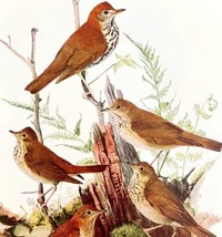 Thrush And Veery Bird Types 1936 Bird Lithograph Color Plate Print DWU12C - $24.99