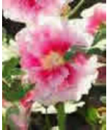 50 Heirloom Hollyhock seeds Mix - $4.49