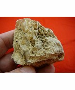 (k-3075) 50 g Rare Kauri tree Gum copal young Amber New Zealand Tane Mahuta - $89.90 CAD