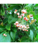 10 Manhattan Euonymus 2.5" pots - $39.95