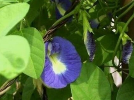 10 Pc Seeds Clitoria Ternatea Single Blue Plant, Butterfly Pea Seeds | RK - £20.14 GBP