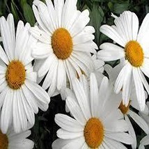 200 HEIRLOOM Chrysanthemum maximum,  giant Shasta Daisy seeds - £1.50 GBP