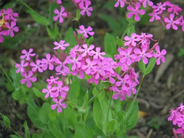 Silene Armeria None-So-Pretty Sweet William Catchfly 1000 Seeds Fresh Garden - £20.44 GBP