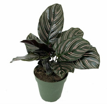 4&quot; Pot Calathea Ornata Pin Stripe Prayer Live Plant Easy Houseplant Garden - £55.94 GBP