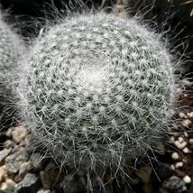 Cacti Mammillaria hahniaia cactus Succulent real live plant - £27.58 GBP