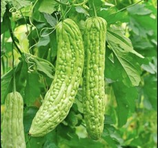 ADW 10Green Bitter Gourd Seeds Bitter Melon Seeds Ku Gua Asian Vegetable... - $13.09