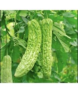 ADW 10Green Bitter Gourd Seeds Bitter Melon Seeds Ku Gua Asian Vegetable... - $17.95 CAD