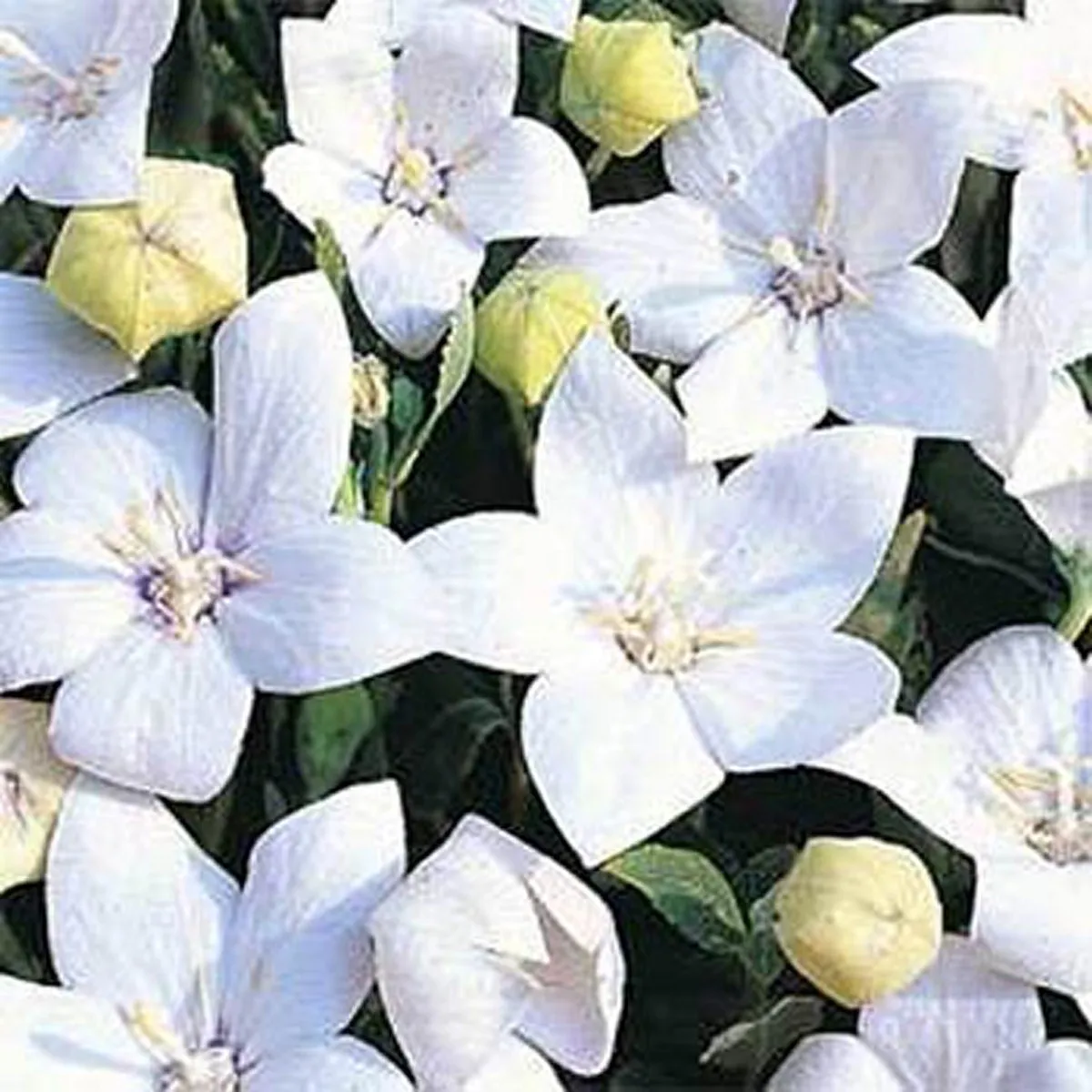 Fresh New Balloon Flower Platycodon Grandiflorus White 25 Seeds - $10.40