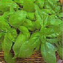 USA SELLER Lettuce Leaf Basil Seeds Fast Shipping - £7.37 GBP