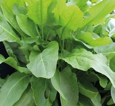 625 Seeds Sorrel Large Leaf Lemony Perennial Herb New Fast Shipping - $4.10