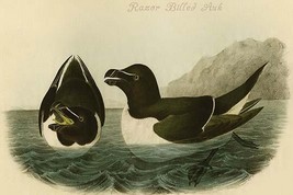 Razor Billed Auk by John James Audubon - Art Print - £17.42 GBP+