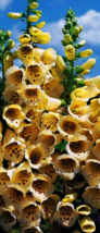 50 heirloom Yellow Foxglove Flower Seeds - $2.69