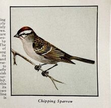 Chipping Sparrow Bird Print 1931 Blue Book Birds Of America Animals Art ... - $28.01 CAD