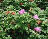 Seaside Pink Rose Fruiting Shrub Rosa Rugosa30 Seeds - $8.99