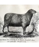 Oxford Down Ewe Smead Massachusetts 1863 Victorian Agriculture Animals A... - $49.99