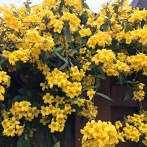 Yellow Jasmine ‘Revolutum’ (Jasminum humile) 2.5&quot; Pot Size - £24.20 GBP