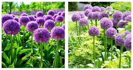 Geranium Giant Allium Giganteum Seeds - Dark Purple Flowers 300 Seeds - £23.59 GBP