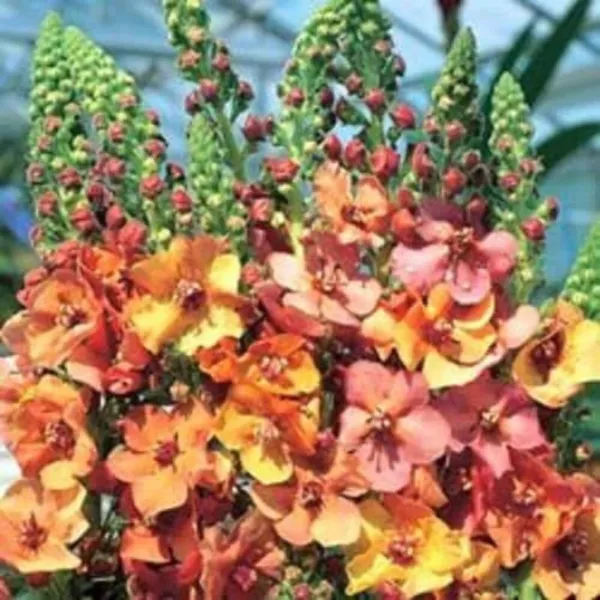 Top Seller 100 Mixed Colors Verbascum Verbascum Phoeniceum Flower Seeds - £11.46 GBP