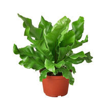 6&quot; Pot - Bird&#39;s Nest &#39;Nidus&#39; Fern - Houseplant - Living Room - FREE SHIP - £58.13 GBP