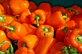 51 Orange Sun Sweet Bell Pepper Seeds Organic Vegetable New Fresh US Shi... - $4.80