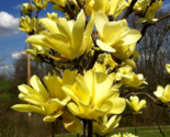 BUTTERFLIES Magnolia Hybrid Tree Vivid Yellow Fragrant Blooms 20-28 - £72.50 GBP