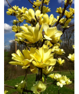 BUTTERFLIES Magnolia Hybrid Tree Vivid Yellow Fragrant Blooms 20-28 - £72.66 GBP