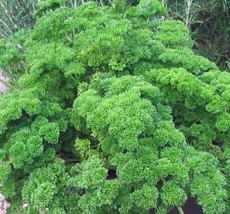 PARSLEY SEED, MOSS CURLED, HEIRLOOM, ORGANIC, NON GMO, 25+ SEEDS, PARSLE... - $4.00