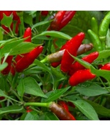 800 Seeds Bird&#39;s Eye Chili Pepper NON-GMO Heirloom Fresh Garden - £25.10 GBP