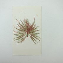 Antique Art Print Seaweed Marine Botanical Album Card Red &amp; Green 2 - $5.99