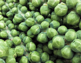 50 Pc Seeds Brussels Sprouts Seeds, Long Island Improved Seeds for Planting | RK - £14.87 GBP