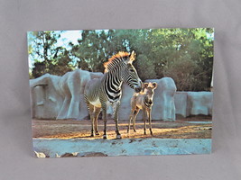 Vintage Postcard - Zebras San Deigo Zoo - Don Schmidt - £11.72 GBP
