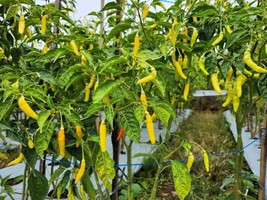 RAFHSTORE 50 Golden Cayenne Pepper Yellow Capsicum Annuum Vegetable Seeds US SEE - £8.57 GBP