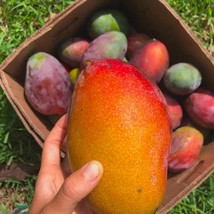 Item image 1 image 1