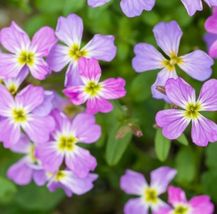 Virginia Stock Seeds, Malcolmia maritima, Beautiful Colorful Blooms, FRE... - $1.97+