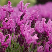 30 Pink Lavender Seeds Flower Perennial Most Fragrant! - £14.27 GBP