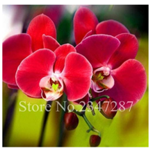 Beautiful Red Phalaenopsis Bonsai Butterfly Orchid Seeds Flower Flower Plant Orn - £6.60 GBP