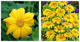 Mexican Sunflower Yellow Torch Flower Seeds/Tithonia Speciosa/Annual 105... - £21.88 GBP