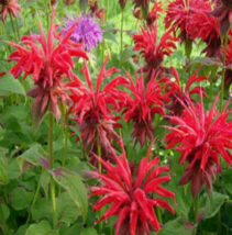 20 Pc Seeds Monarda didyma Panorama Plant, Scarlet Beebalm Seeds for Planting RK - £20.07 GBP