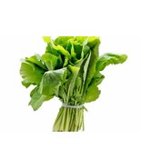300 seeds Couve Nabiça Portuguese Rape Kale, Chou à faucher, Schnittkohl - £1.69 GBP