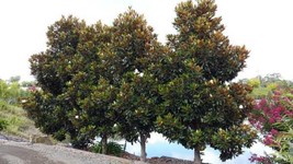 Magnolia Grandiflora Little Gem Southern Magnolia Fresh Seeds - $17.96