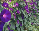 Grandpa Ott Morning Glory Seeds 30 Ipomoea Annual Flower Purple Fast Shi... - $8.99