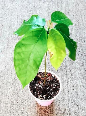 25 Seeds Live Cocoa Plant Theobroma Cacao Large Round Trinitario Chocolate From