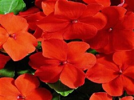 Impatiens Seeds Accent Deep Orange 50 Seeds Easy to Grow Garden USA Seeds - $8.50