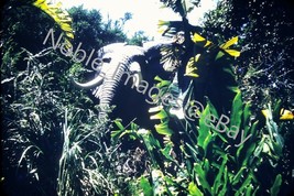 1958 Disneyland Adventureland Jungle Cruise Elephant Kodachrome 35mm Slide - £3.58 GBP