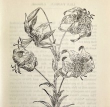 1905 Turk&#39;s Cap Lily Flower Print Pen &amp; Ink Lithograph Antique Art 6.75 x 3.75&quot; - £13.76 GBP